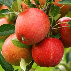 Jablká Florina  1kg